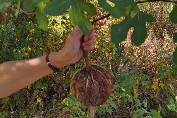 Gailleroux - Marcottage et suivi boutures