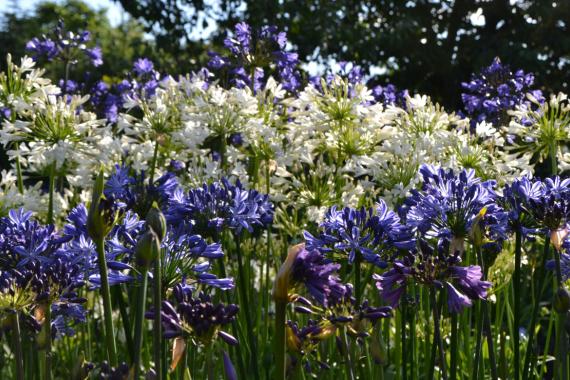 Agapanthus Kwekerij - Journees de l agapanthe