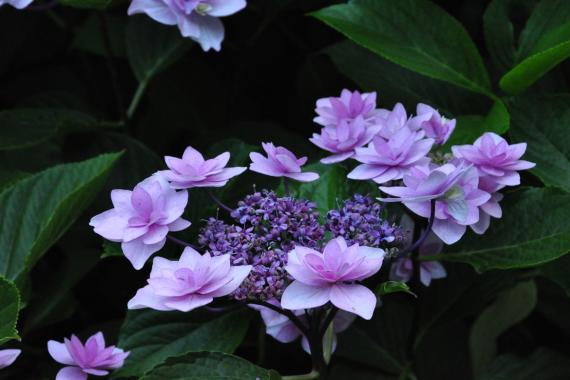 Ajisai - Hydrangea marcrophylla 'Cassiopee'