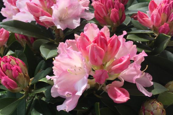 Wauthier Serge R. x yakushimanum 'Dreamland'