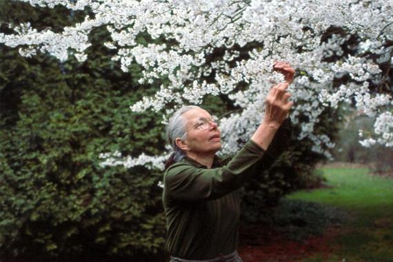 Jelena De Belder - Cerisier Kalmthout