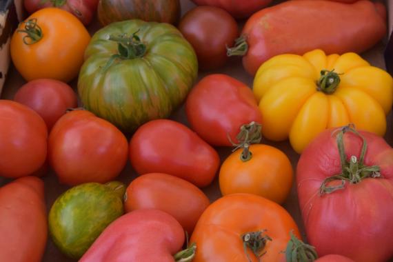 Tomates Eric Foort - N&P - PO