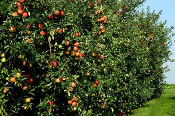 Fruits du Verger - Cornet