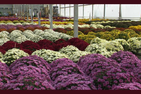 Pussemier Serres - chrysanthemes