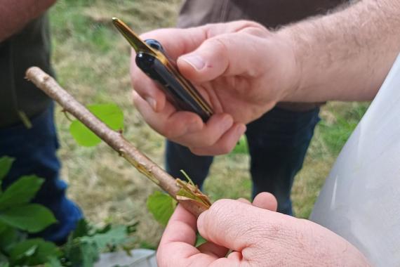 Chana asbl - greffage