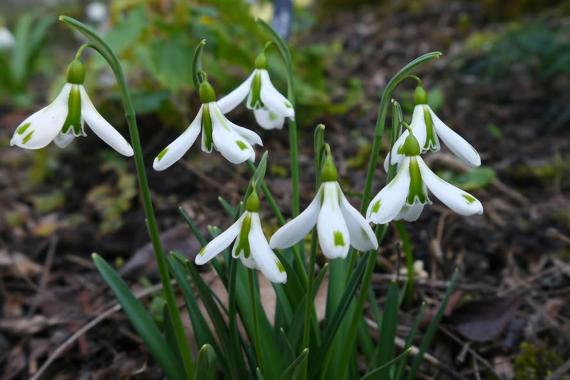 Luisenpark - Journees des perceneige