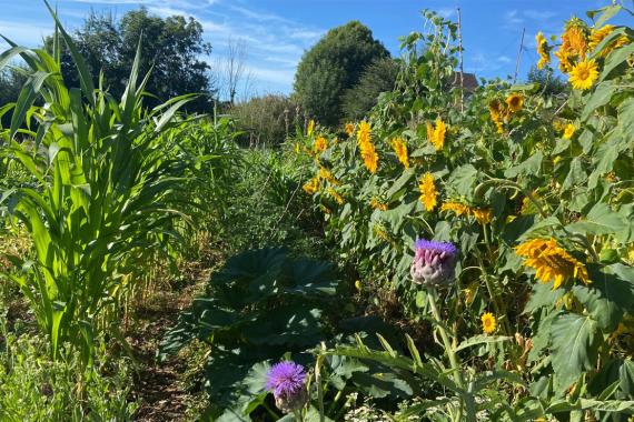 Semisto - Syntropie - initation