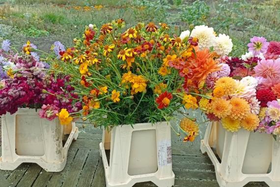 Capucine a table - Formation fleurs a bouquet