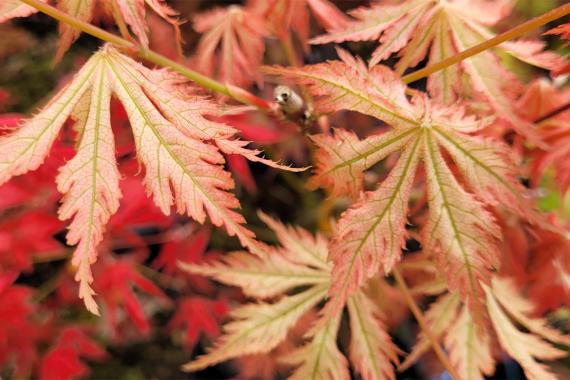 Choteau - Acer palmatum ariadne bray bencho - Printemps
