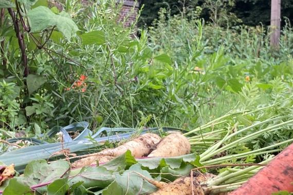 Traversine - atelier potager au collectif de Braives