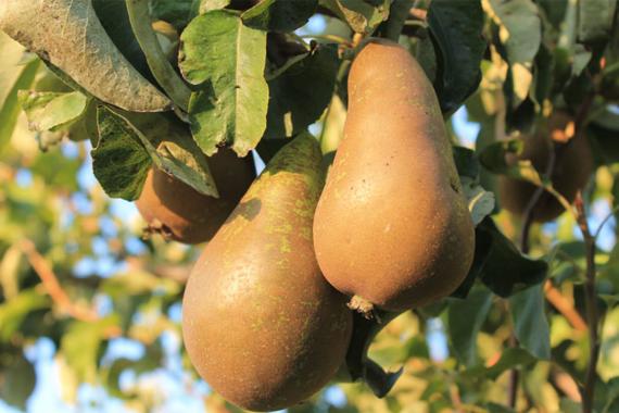 Laduron - De la fleur au fruit