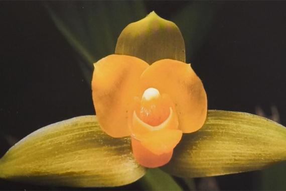 Amis orchidees - Montigny-le-Tilleul