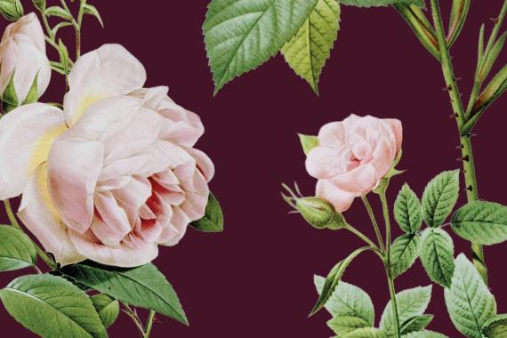 JBM - Festival des roses