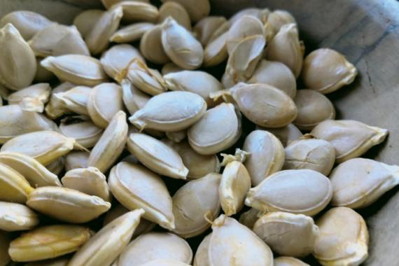 Semences_d_Ici -  Projet Reseau