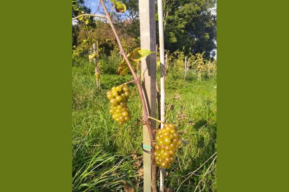 Bois de Rode Bos - Vigne