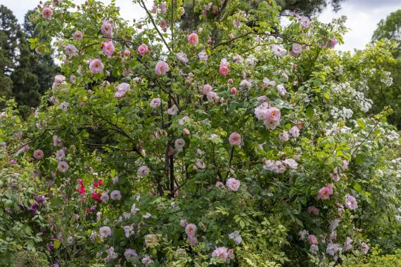 Kalmthout - Rosiers