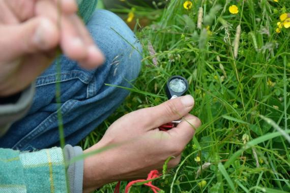 Terre-en-Vue - Plantes Bio-indicatrices